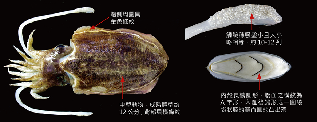 金烏賊
