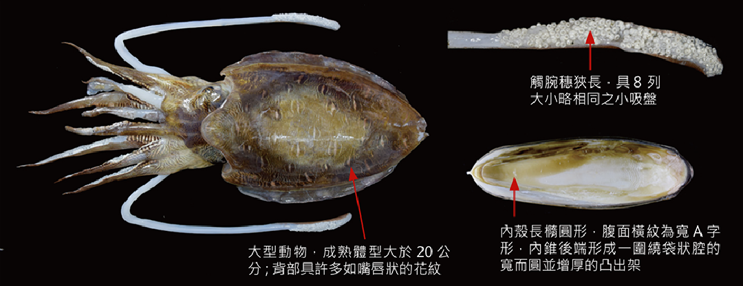 唇瓣烏賊