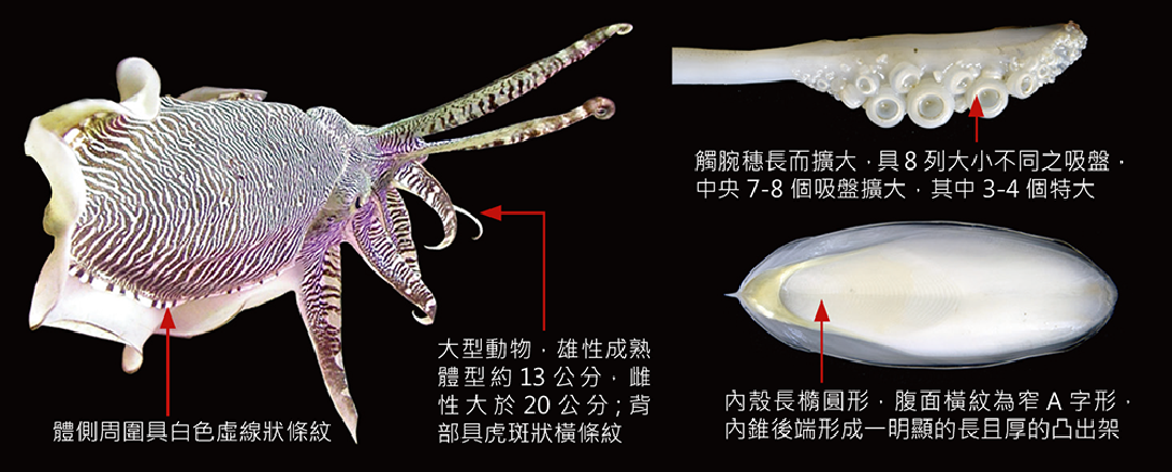 虎斑烏賊
