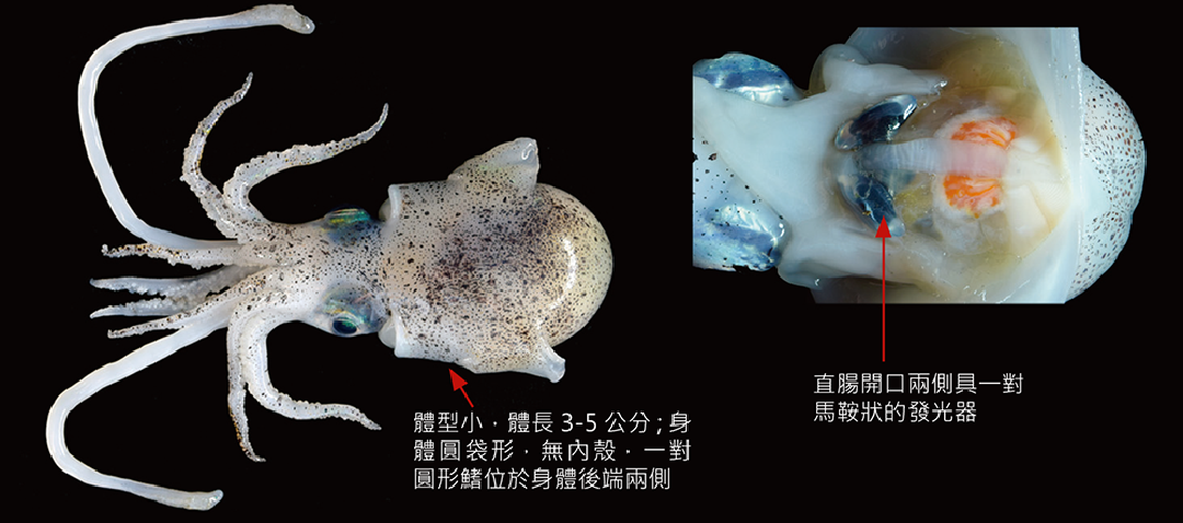貝瑞氏四盤耳烏賊