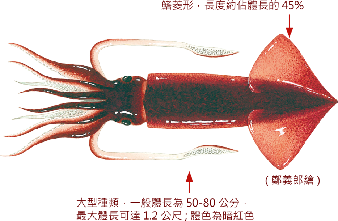美洲大赤魷