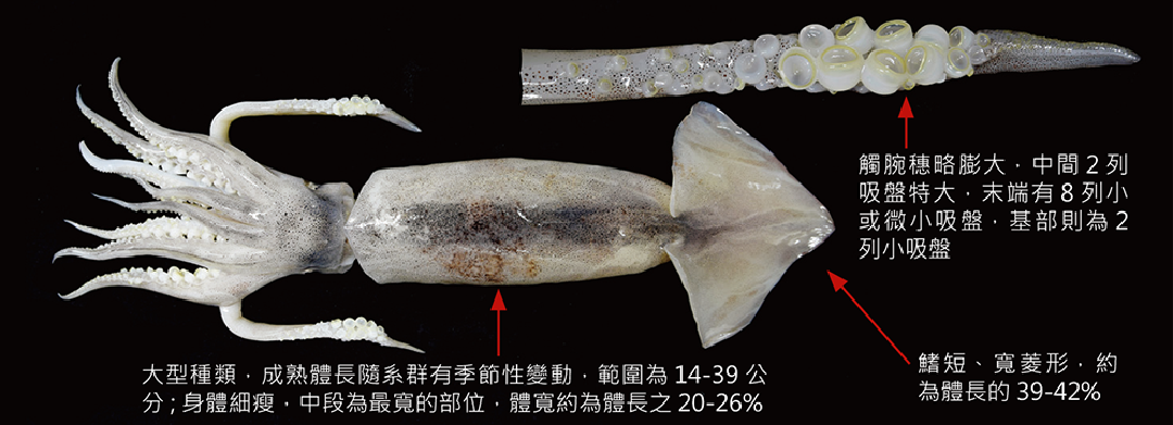 阿根廷魷