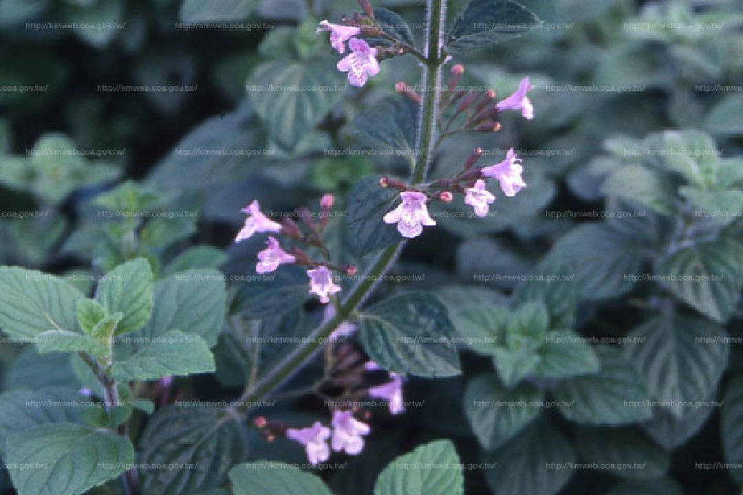 假荊芥新風輪菜