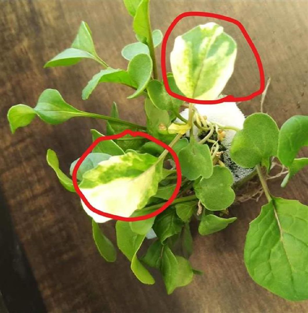 問題芝麻葉