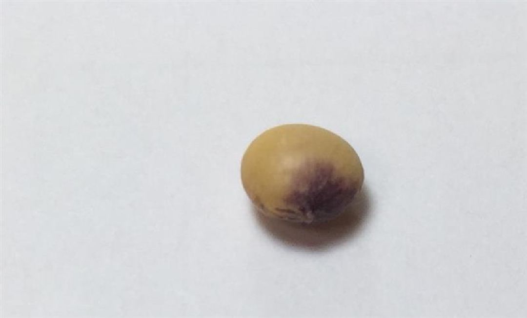 e.部分發紫的黃豆