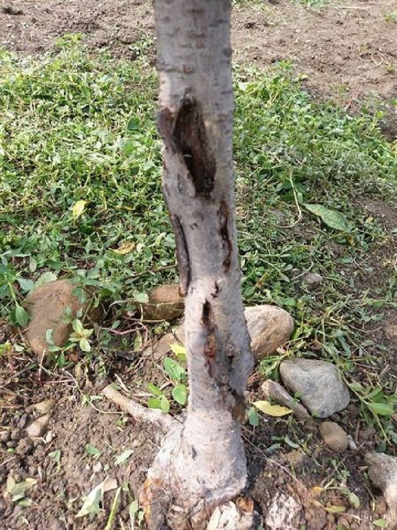 桃樹二