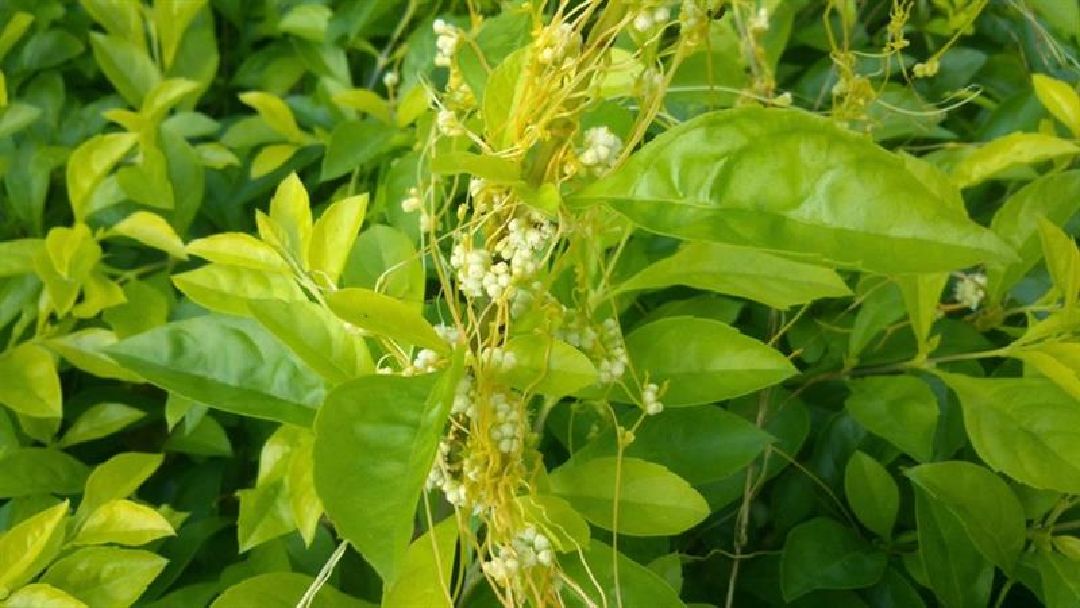 不知名藤類植物