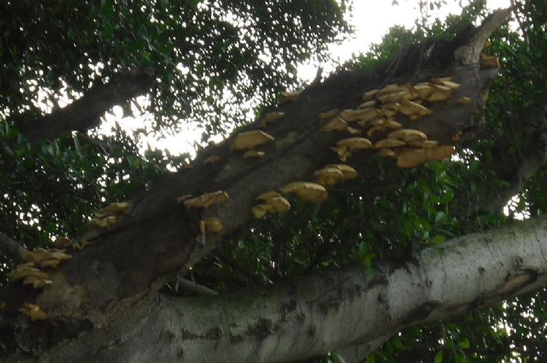 樹上的菇類
