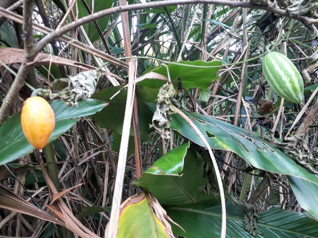 不知名爬藤植物成熟果實(鵝黃色)