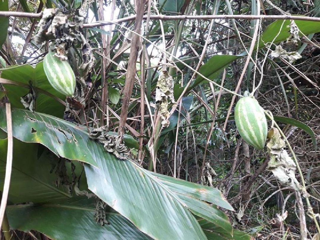 不知名爬藤植物果實(西瓜皮文)