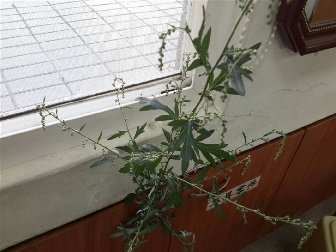 請問這棵植物是艾草還是銀膠菊