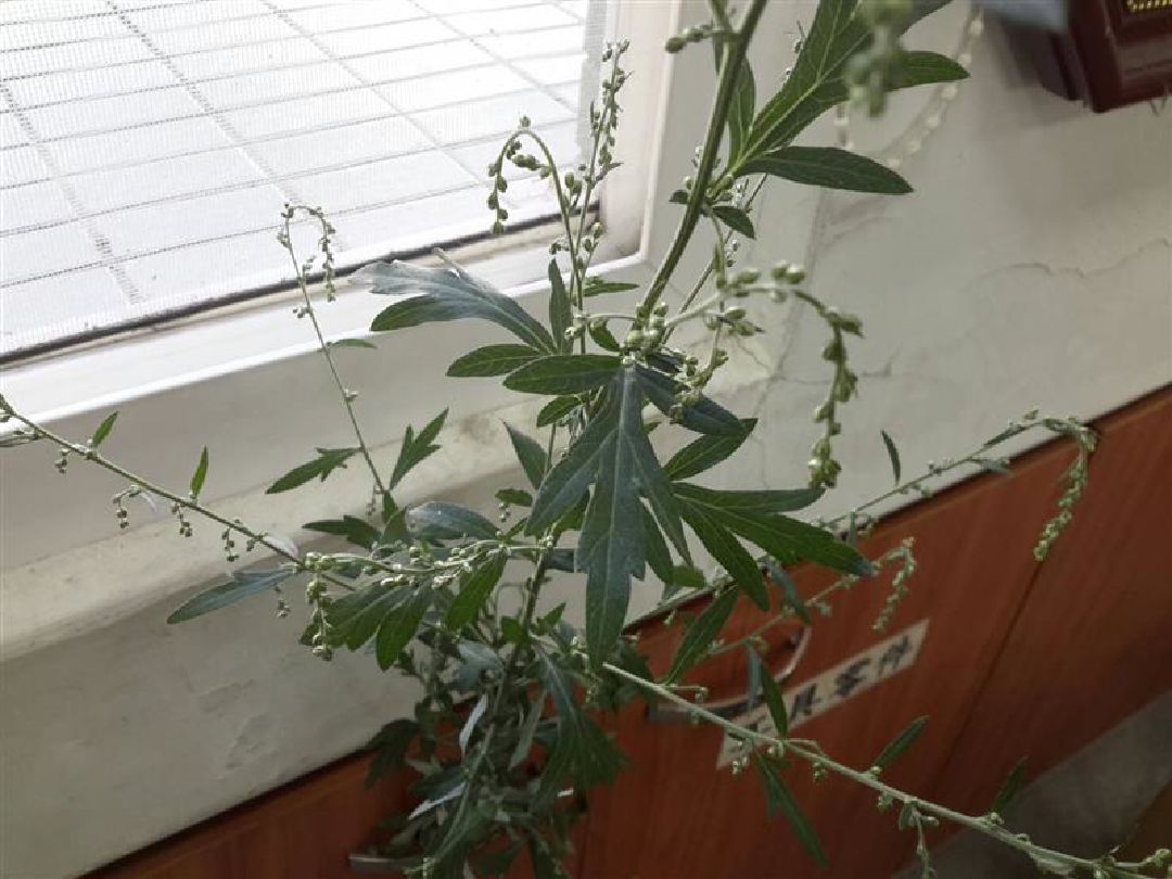 請問這棵植物是艾草還是銀膠菊