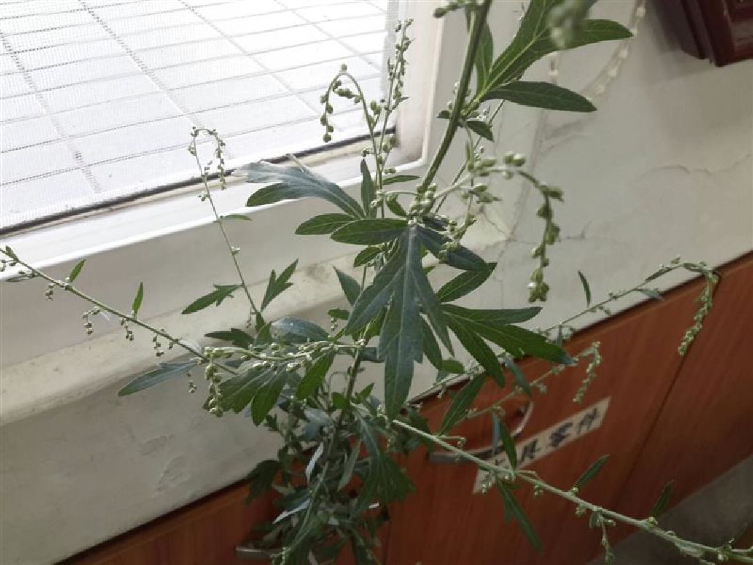 請問這棵植物是艾草還是銀膠菊