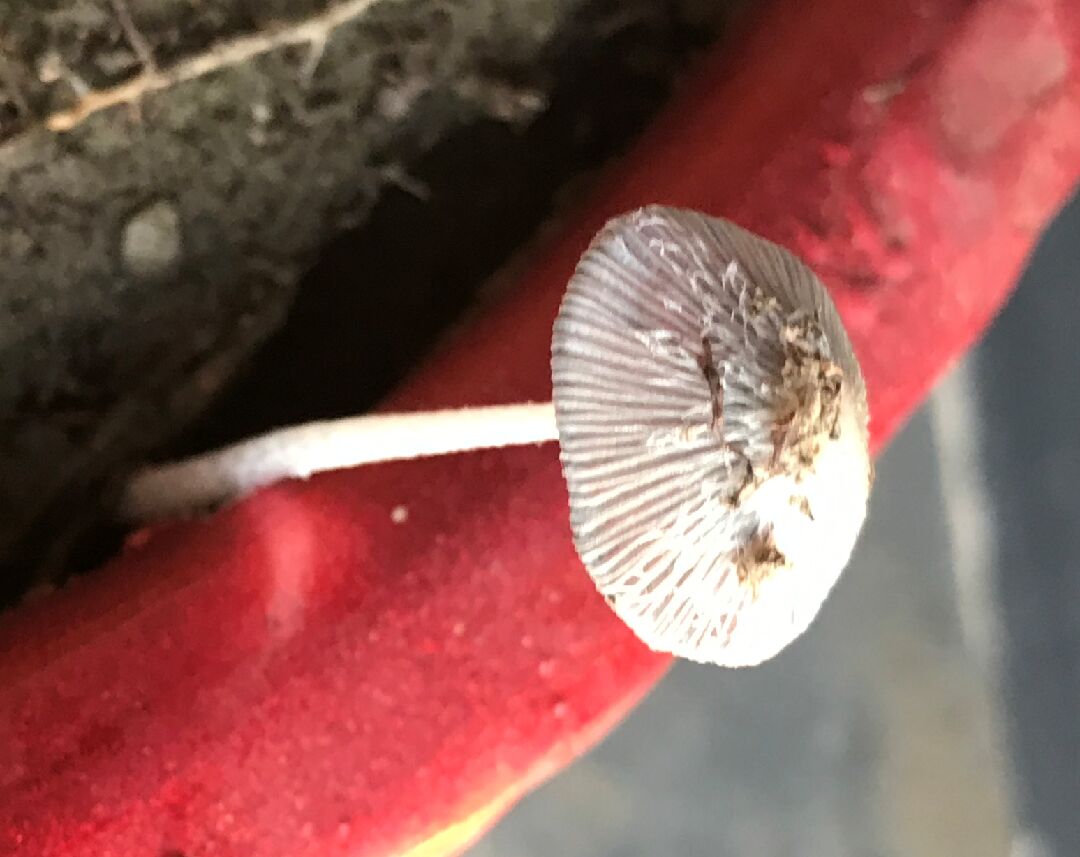 請問這是什麼菇呢？