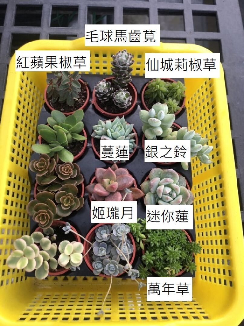 想請教這兩種菊花是什麼品種