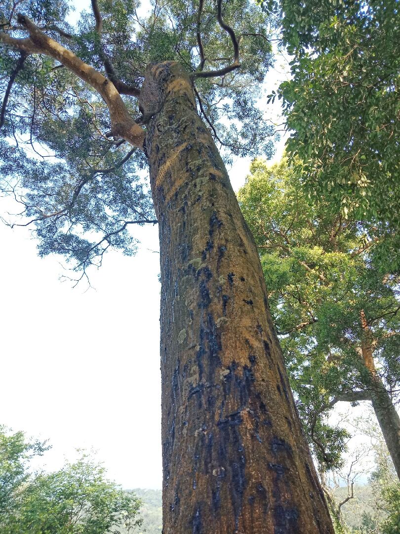 請問這棵相思樹怎麼了？要怎麼讓它好起來？