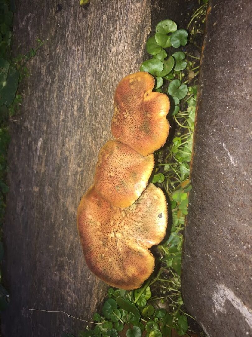 請問這是什麼菌類?
