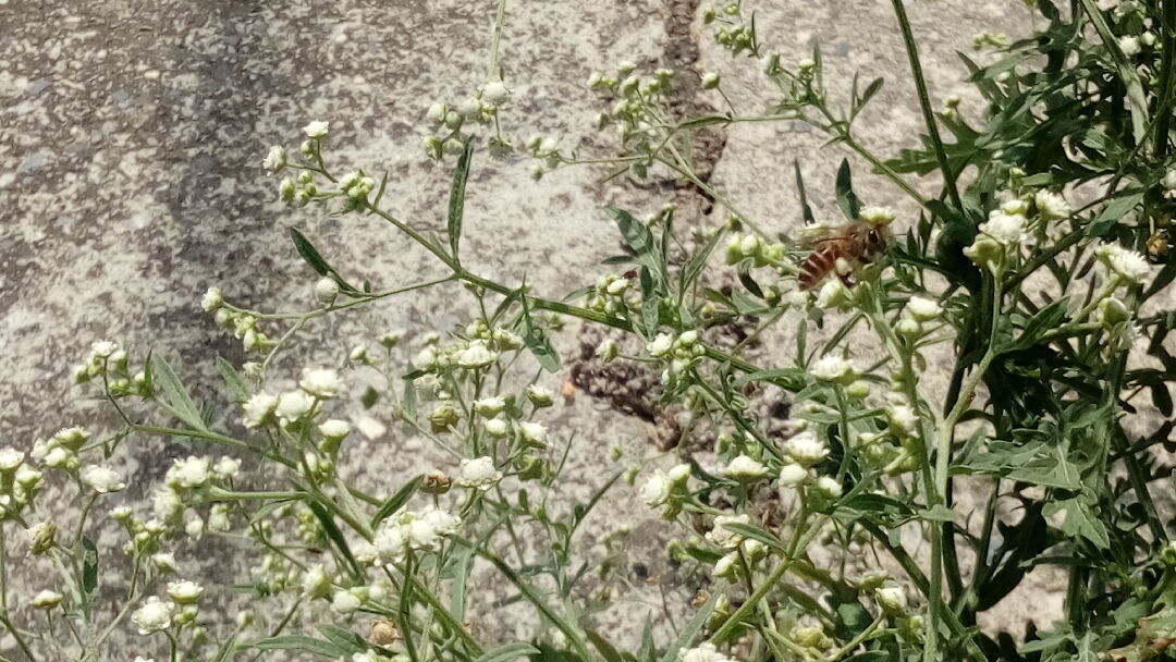 蜜蜂採有毒銀膠菊花粉, 蜂蜜還能食用嗎？