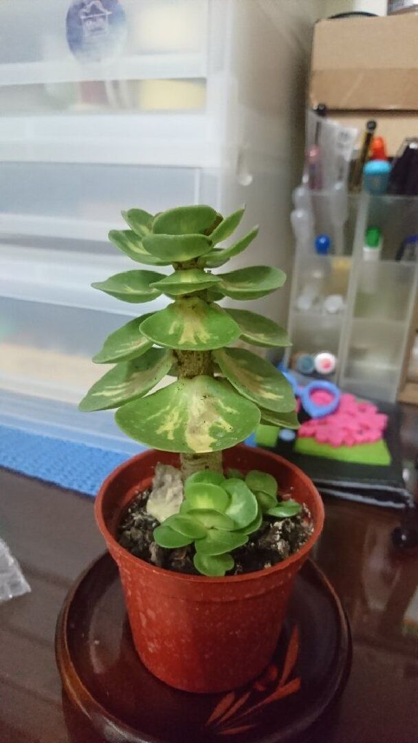 詢問這是那種植物？