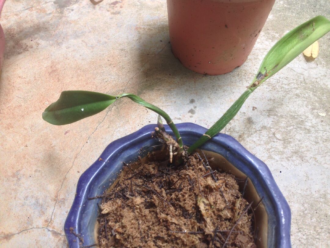 不太會種嘉德麗雅蘭，苦惱中