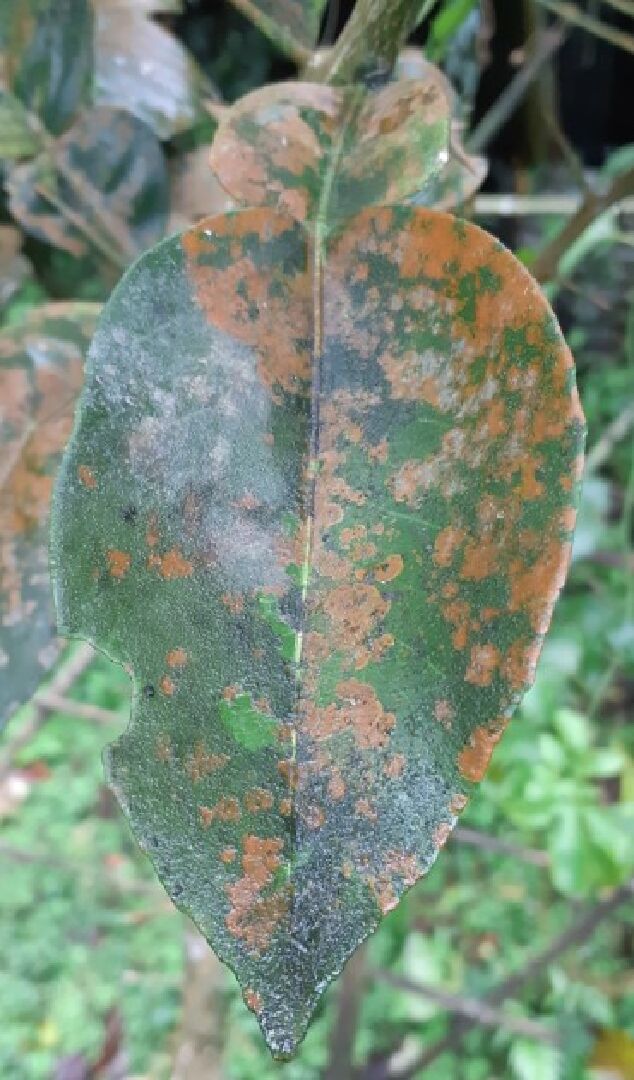 植物葉子生病了