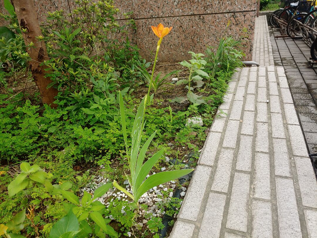 請問這是什麼植物