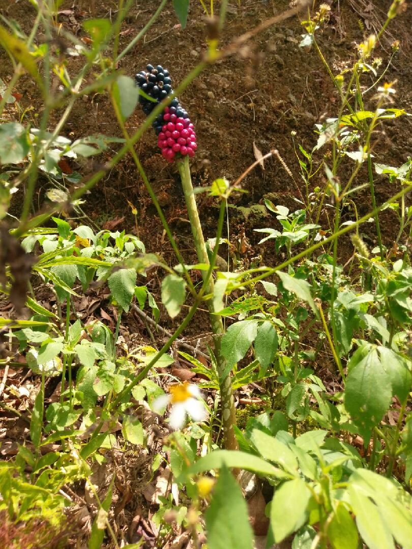 請問植物名。