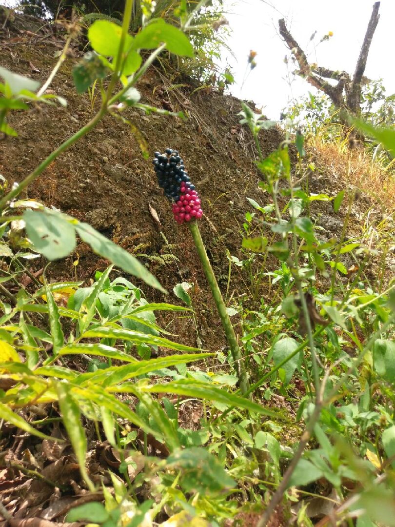 請問植物名。