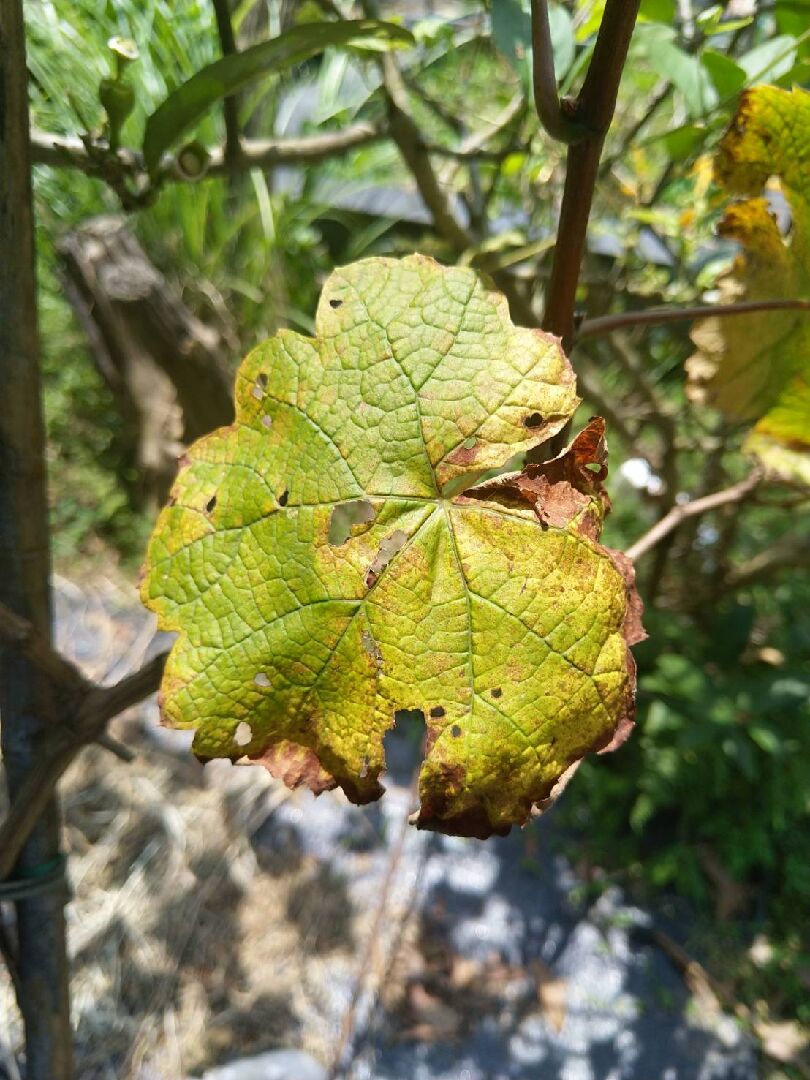 葡萄的老葉枯黃,新葉卻是正常的??