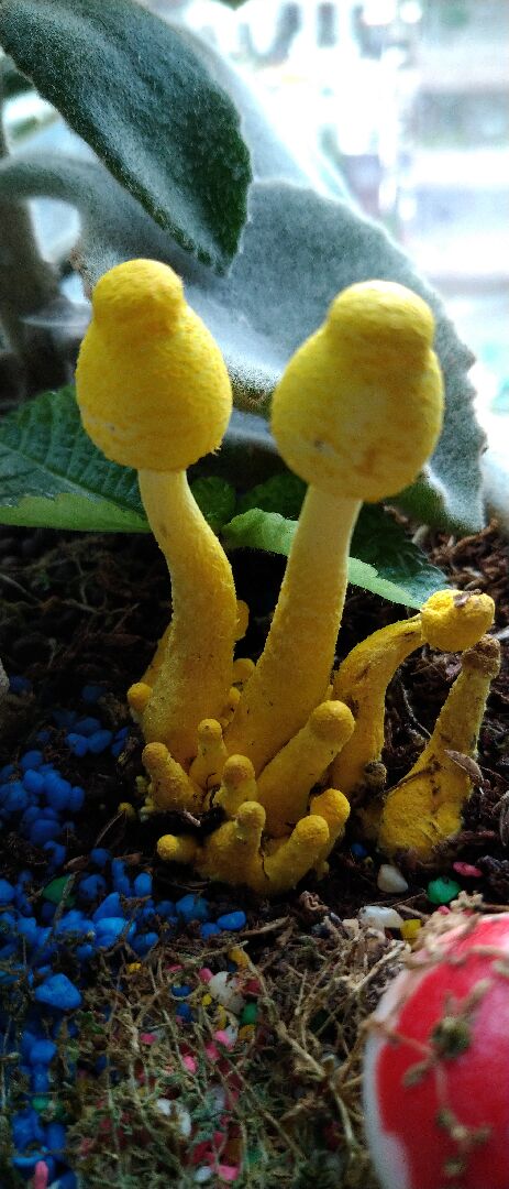 我的盆栽長出菌菇