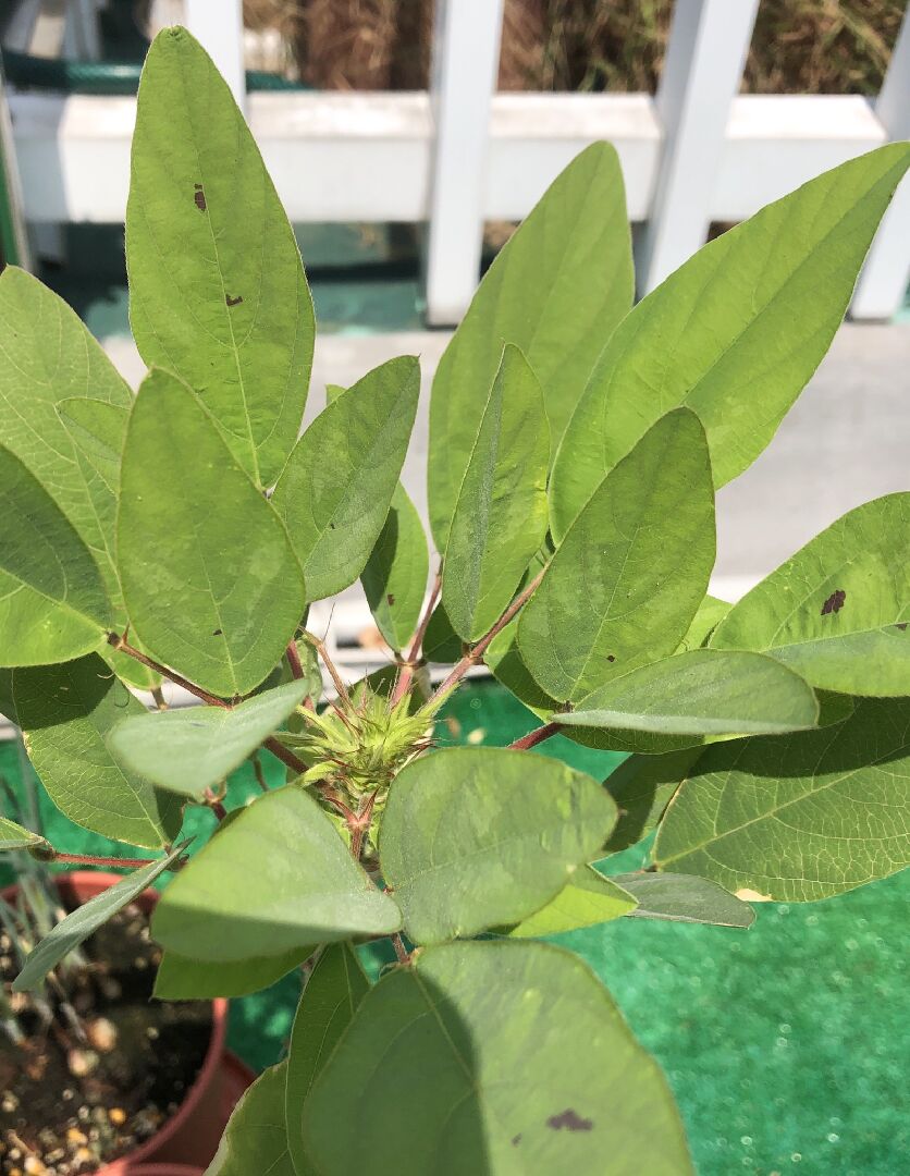 想請問植物名稱