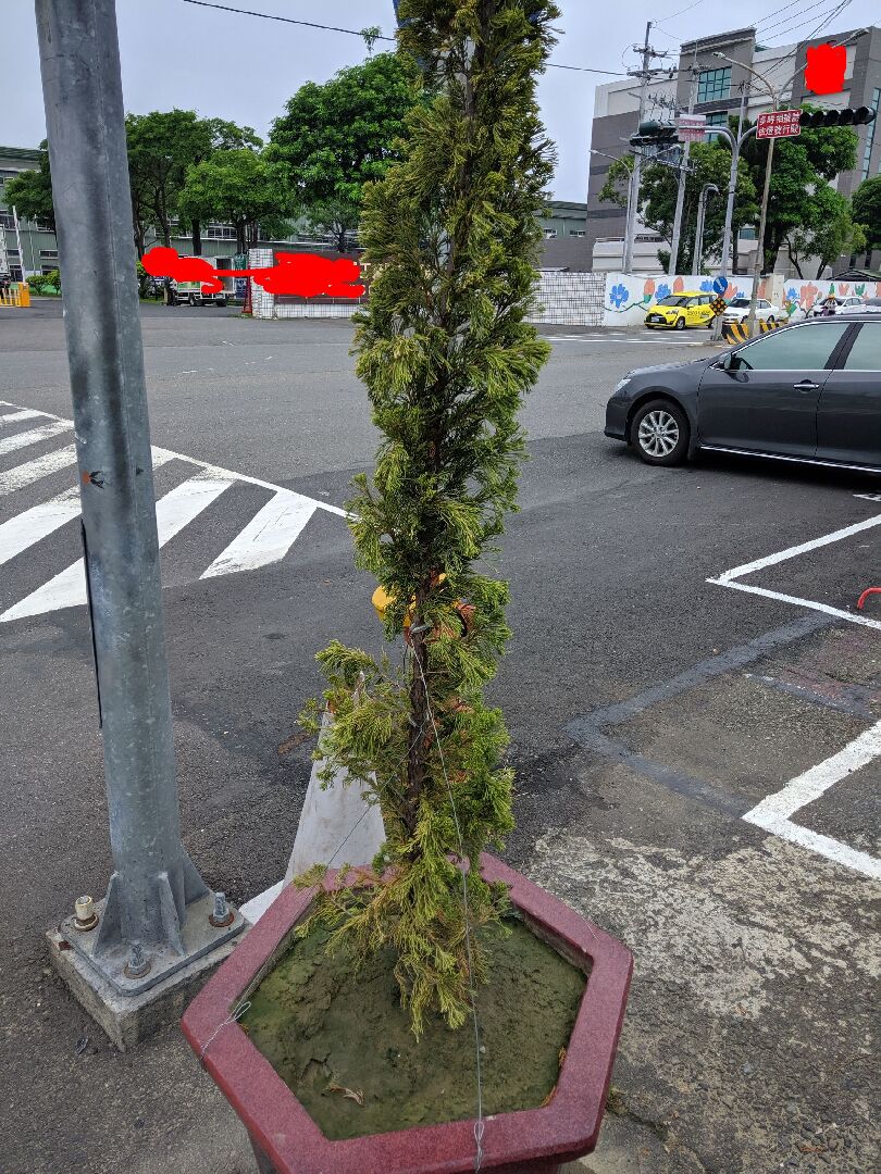 龍柏枯死原因