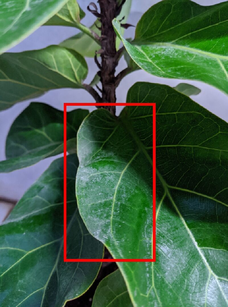 請問琴葉榕葉片上不明深褐色斑點、水痕及生長傾斜如何處理？