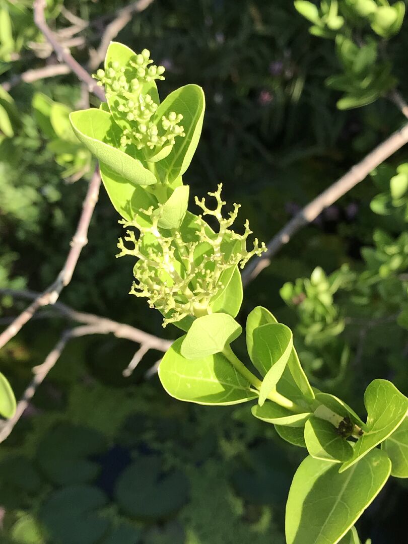 請問植物中文名及學名