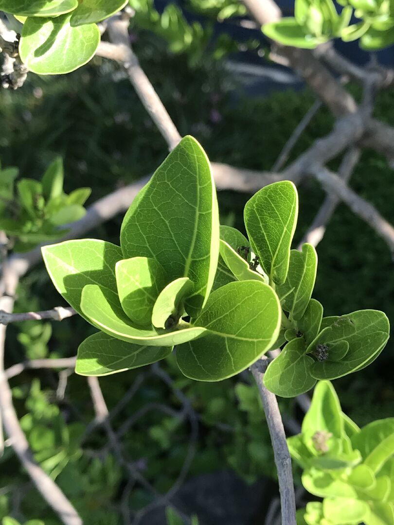 請問植物中文名及學名