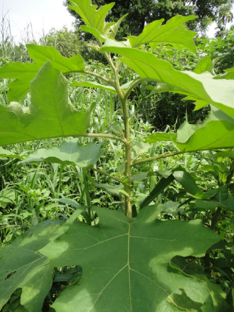 請問這是什麼有刺的植物?