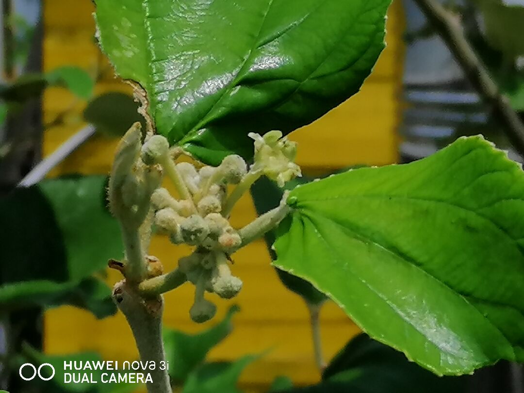 栽植及間植授粉樹