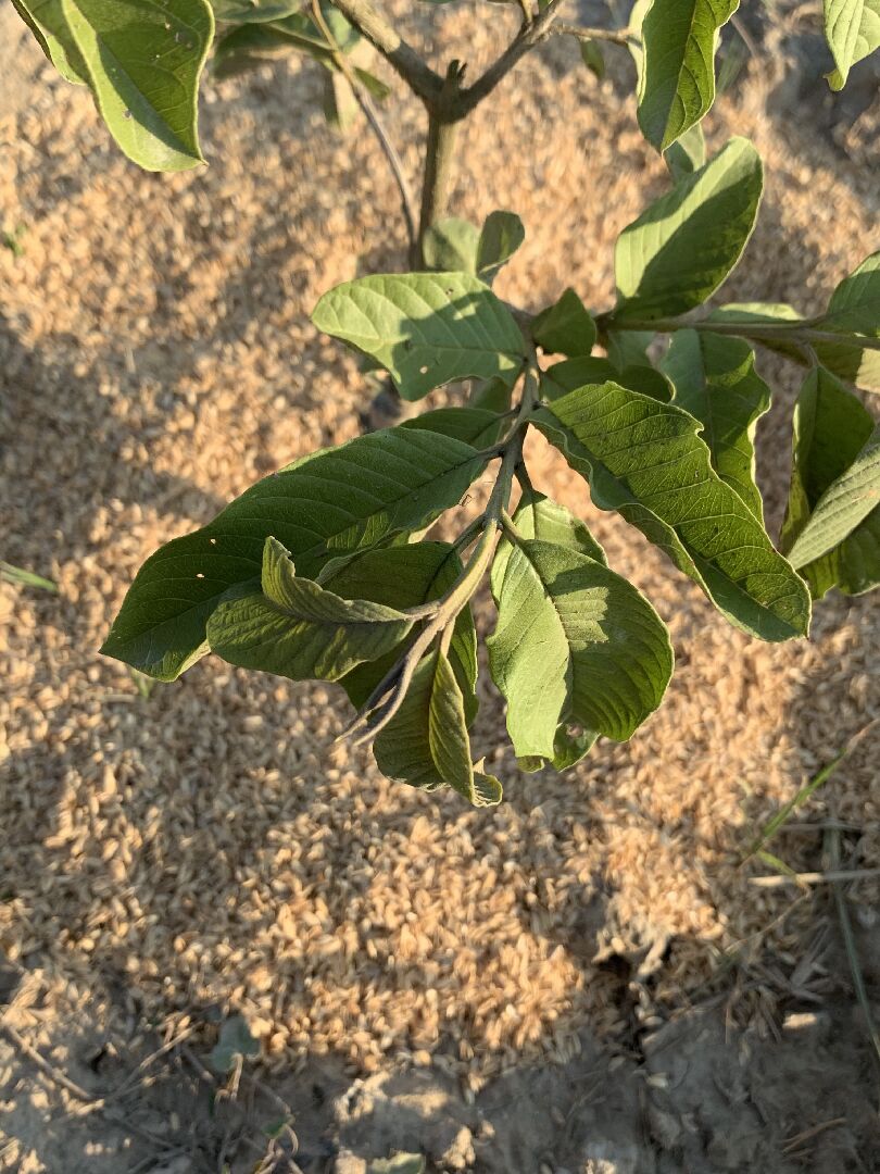 芭樂樹怎麼了