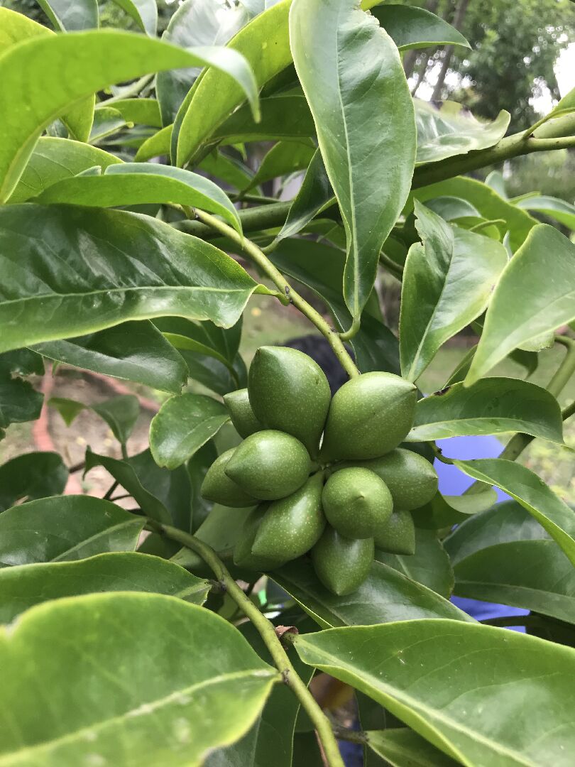 請問這是什麼植物