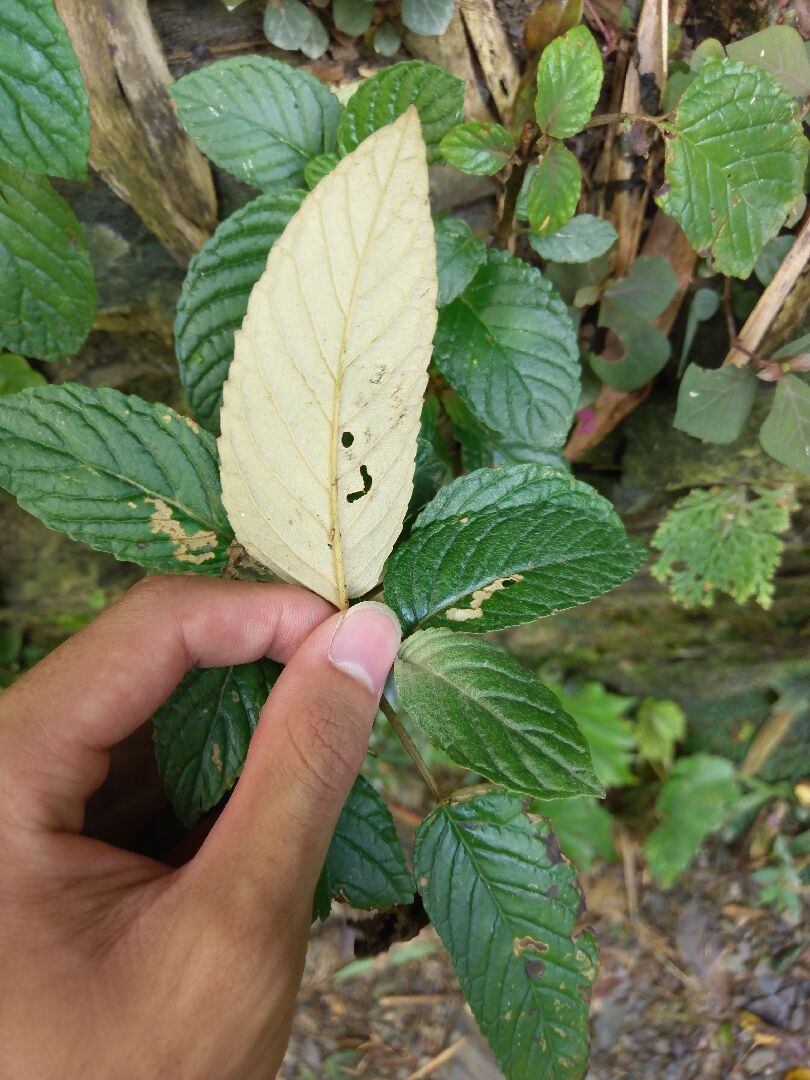 請問是什麼植物