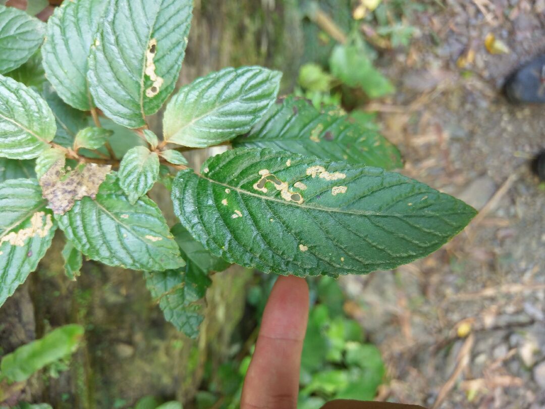 請問是什麼植物