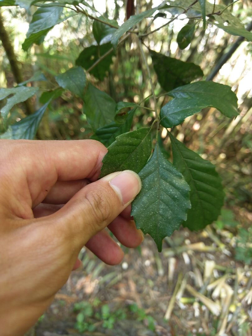 請問是什麼植物