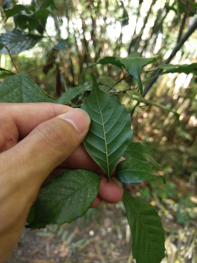 請問是什麼植物