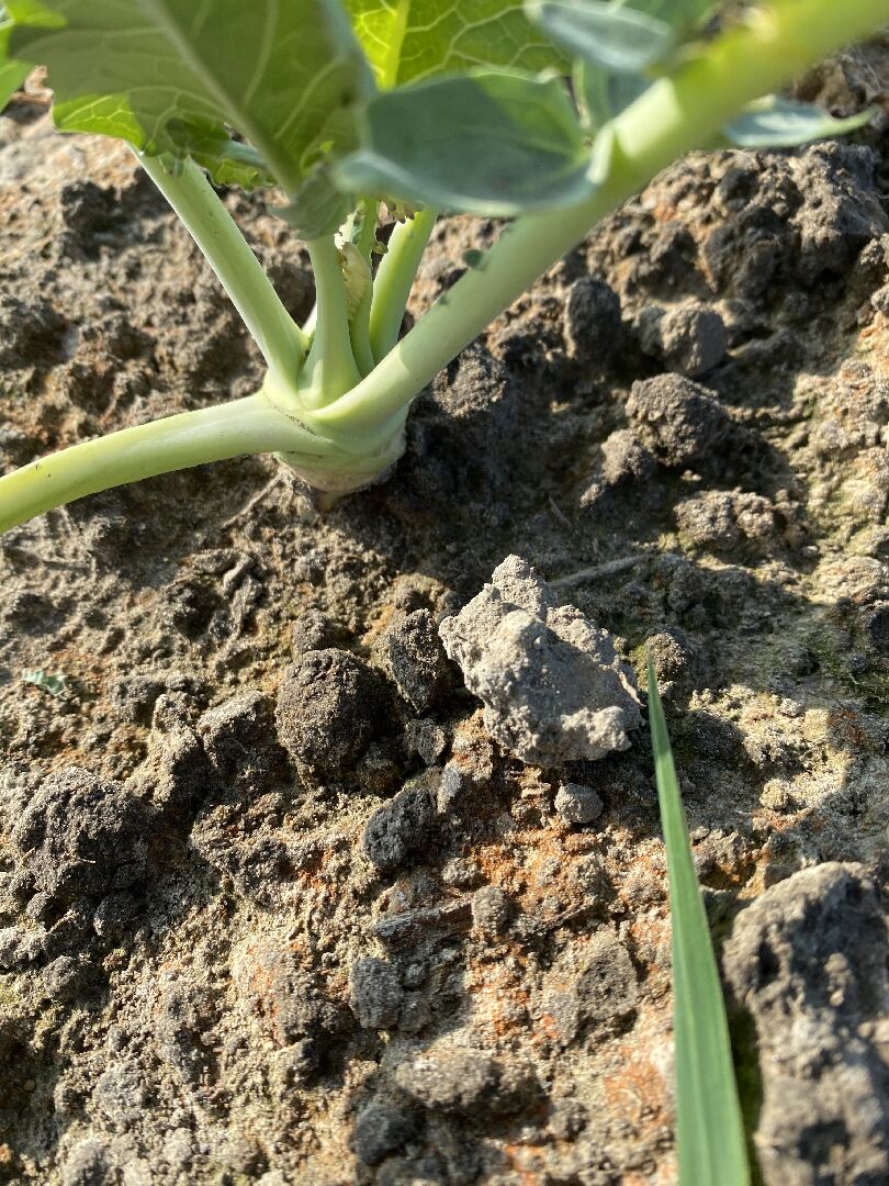 結頭菜生長問題