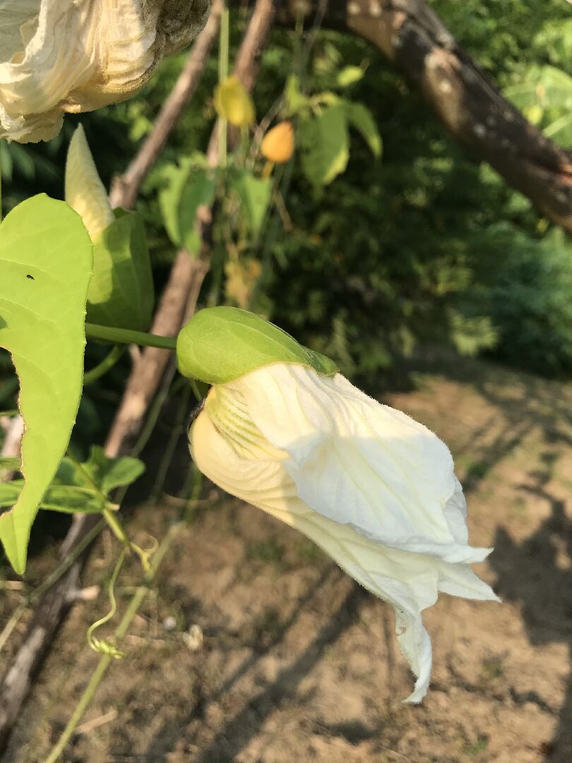 這是什麼植物的花