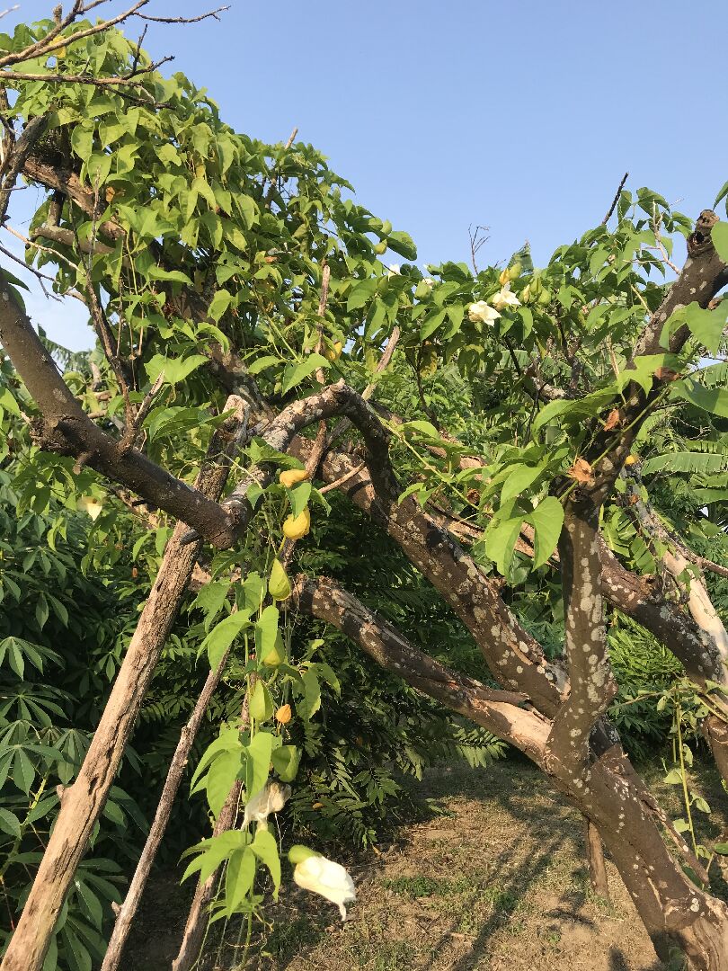 這是什麼植物的花