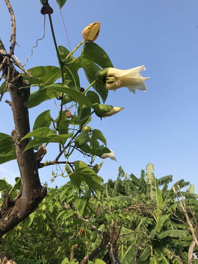 這是什麼植物的花