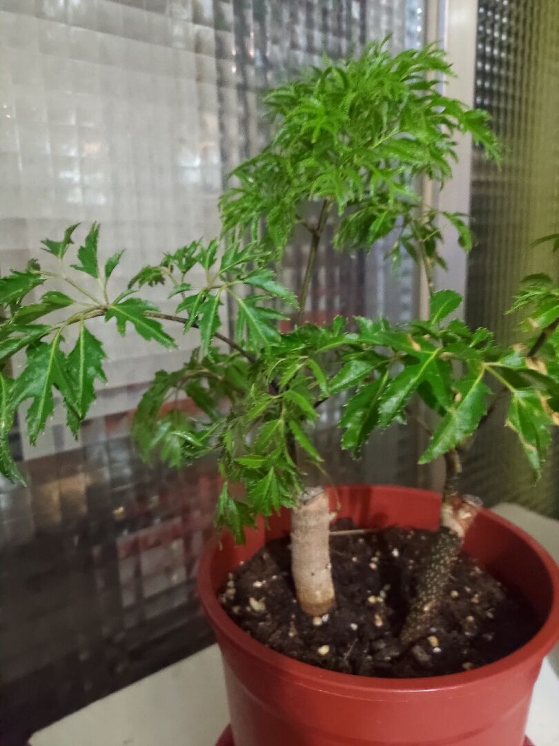 請問這是什麼植物