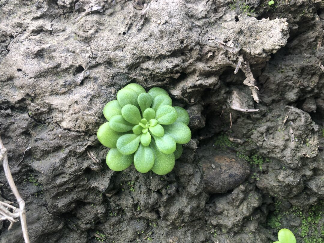 請問這是什麼植物? 謝謝