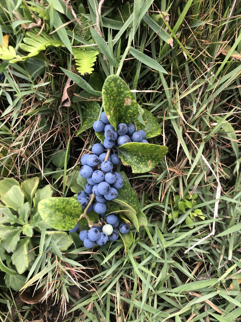 請問這是什麼植物? 謝謝